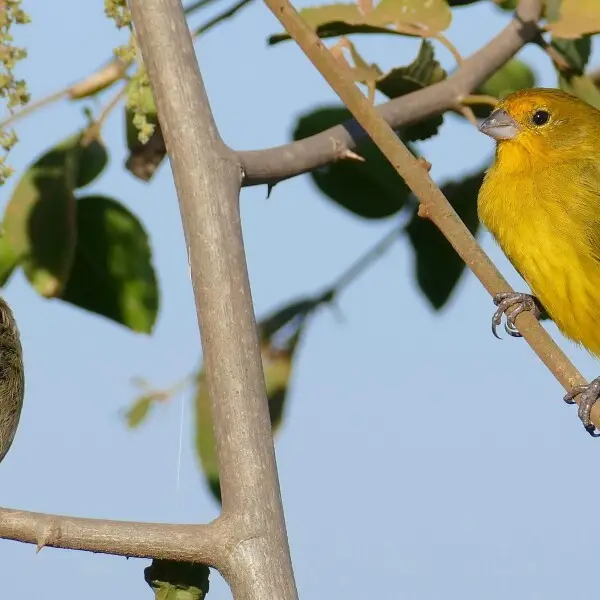 Saffron finch Facts, Diet, Habitat & Pictures on Animalia.bio