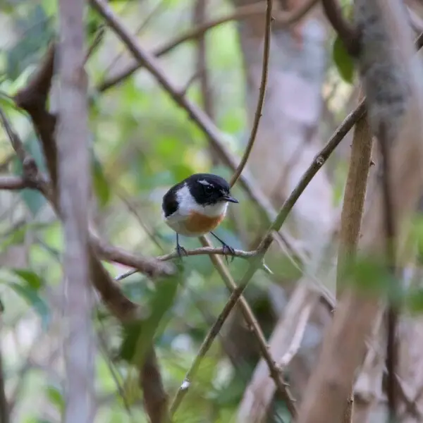 Saxicola tectes, Roche Verre Bouteille footpath, La Possession, La R?union, France