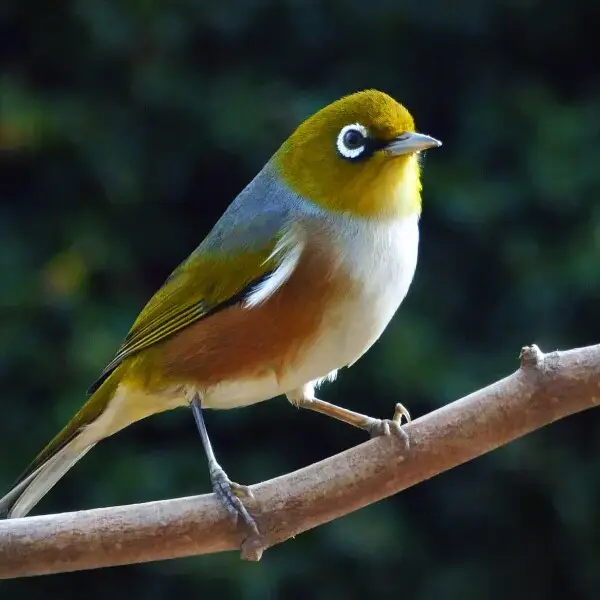Silvereye (Zosterops lateralis) were self introduced in the 1800s and now have a wide distribution throughout New Zealand. They have made the forest their home and are now among the most common bird in suburbia too. 
The silvereye has a wide distribution 
