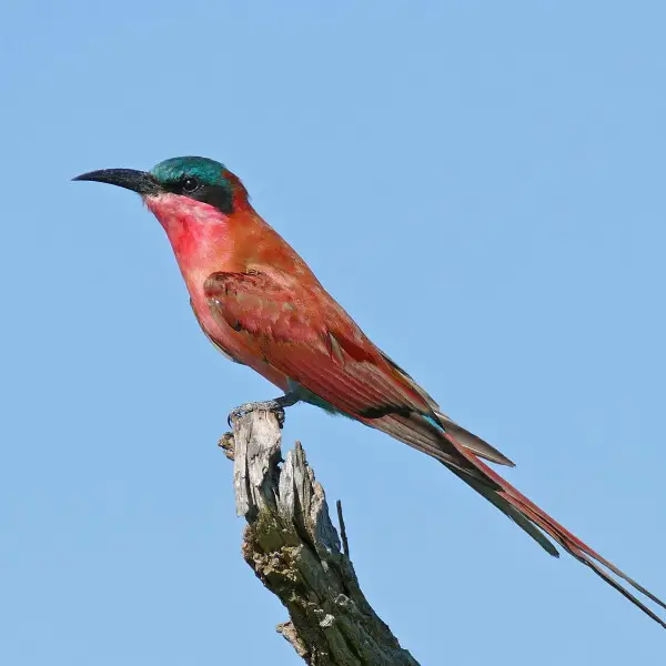 Southern carmine bee-eater - Facts, Diet, Habitat & Pictures on ...