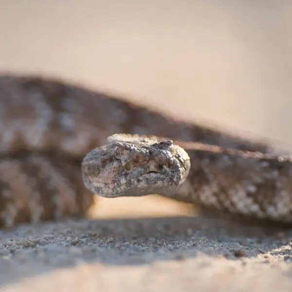 Crotalus mitchellii Facts, Diet, Habitat & Pictures on Animalia.bio