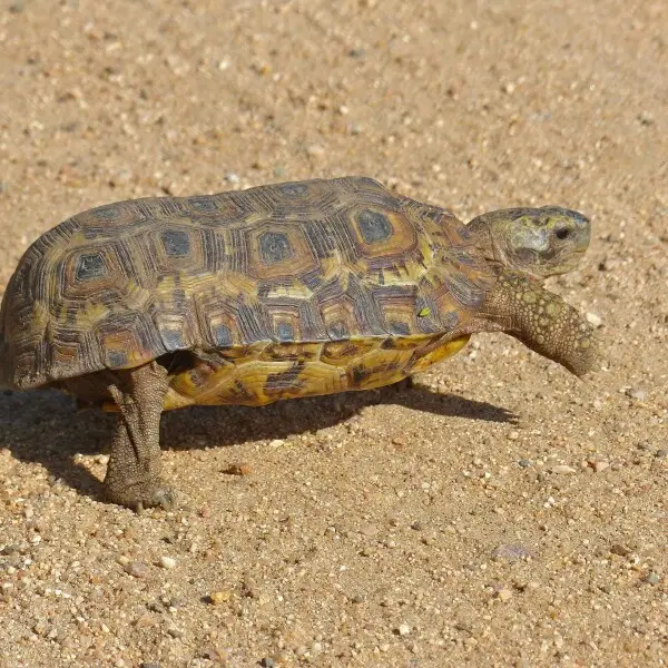 Speke's hinge-back tortoise - Facts, Diet, Habitat & Pictures on ...