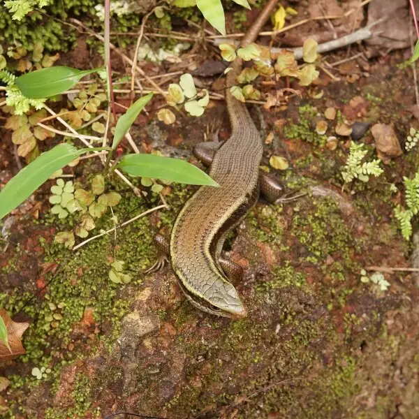 Eutropis Carinata Animalia bio Eutropis carinata animalia bio