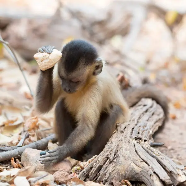 A juvenile capuchin monkey (Sapajus libidinosus) using a stone as tool to open a seed. The capuchin population from Serra da Capivara has the most complex tool set known for neotropical primates.