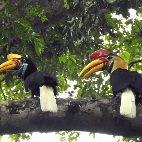 Female (left) and male (right) Knobbed Hornbill (Rhyticeros cassidix) in Tangkoko Nature Reserve, Sulawesi