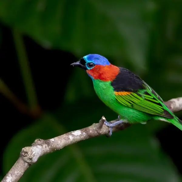 Red-necked tanager - Facts, Diet, Habitat & Pictures on Animalia.bio