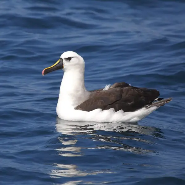 Yellow-nosed albatross at Ilhabela - S?o Paulo - Brazil