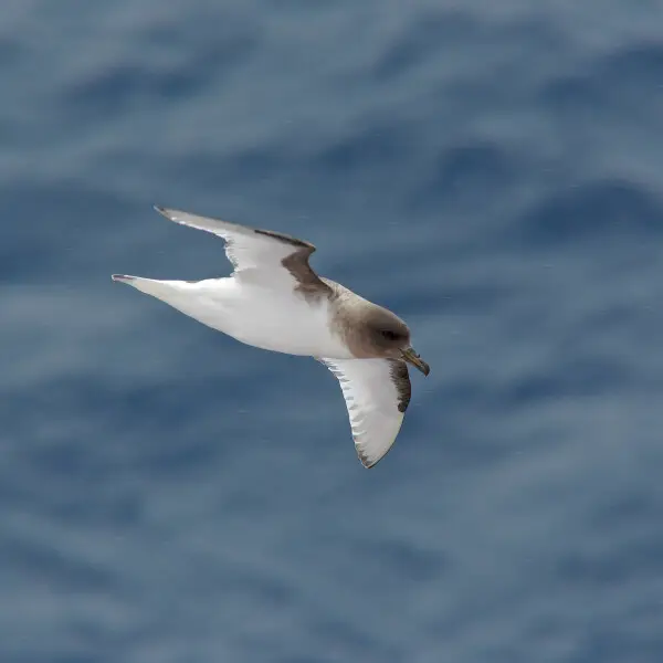 Antarctic petrel - Facts, Diet, Habitat & Pictures on Animalia.bio