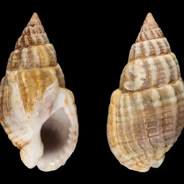 Tritia reticulata Facts, Diet, Habitat & Pictures on Animalia.bio