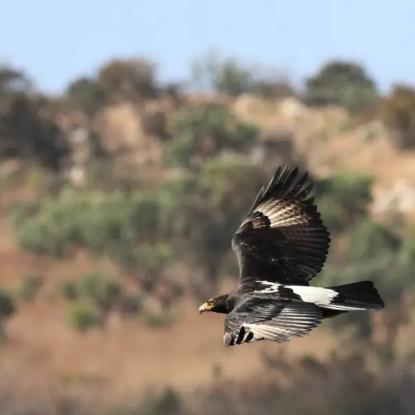 Verreaux's Eagle. Black Eagle, Aquila verreauxii, at Walter Sisulu National Botanical Garden, Gauteng, South Africa