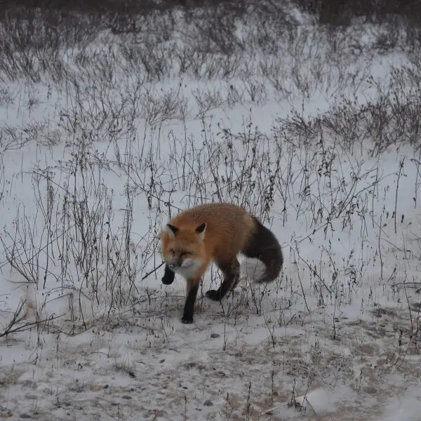 Red Fox (Vulpes vulpes fulvus) in Churchill, Manitoba.