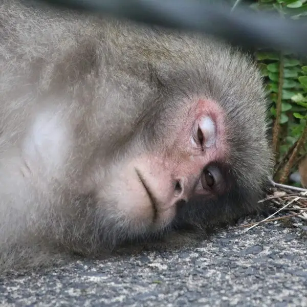 A Yakushima macaque, Macaca fuscata yakui, laying on the side of Route 592. (The monkey was being groomed by another monkey; it wasn't injured or in distress.)