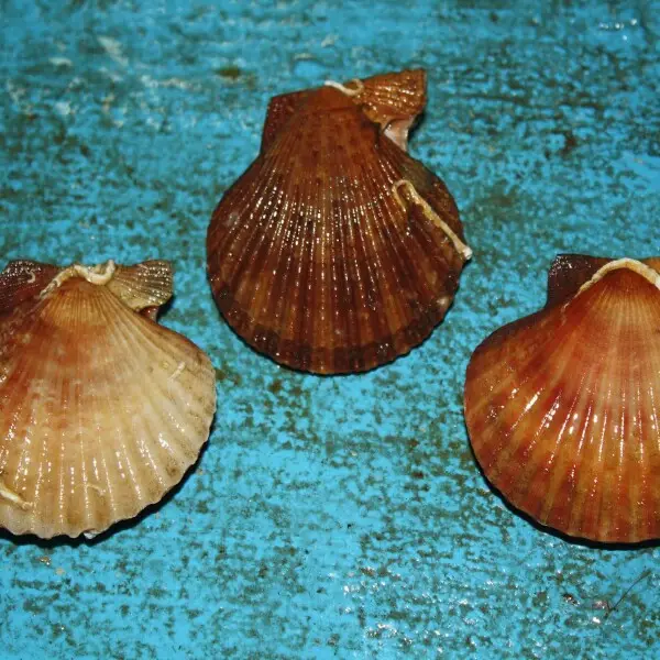 Queen scallop Facts, Diet, Habitat & Pictures on Animalia.bio