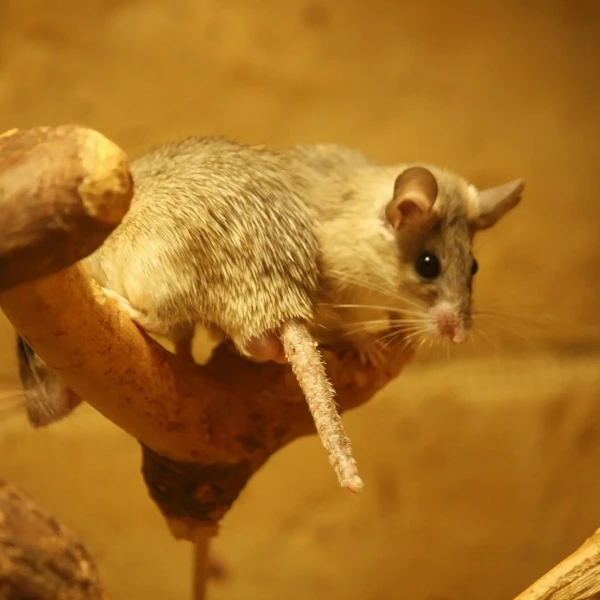 Asia Minor spiny mouse