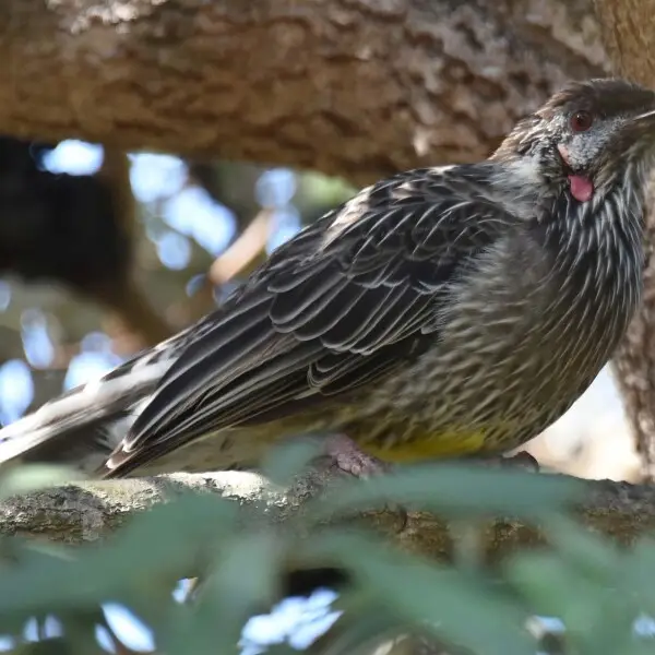 Red wattlebird, Grant Reserve, Coogee, Sydney