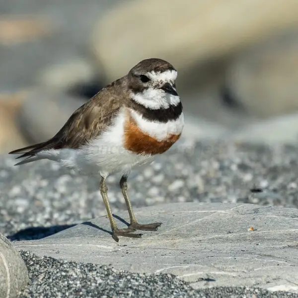 (Double) banded Plover - New Zealand_FJ0A4134
