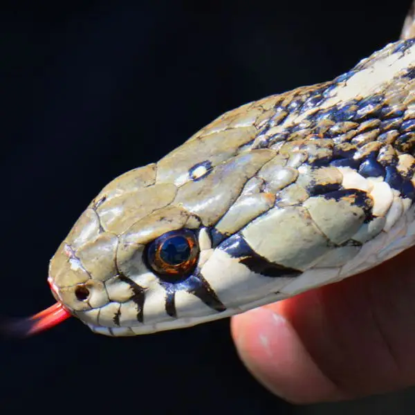 Checkered Garter Snake - Facts, Diet, Habitat & Pictures On Animalia.bio