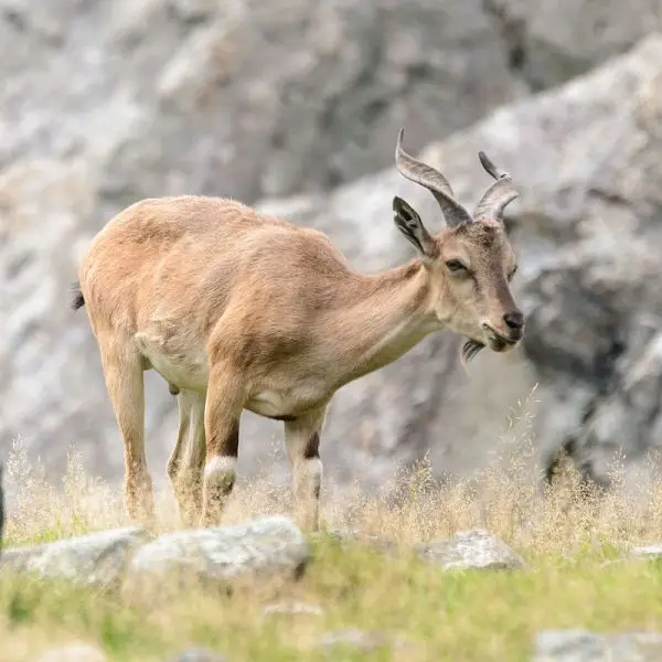 Markhor - Facts, Diet, Habitat & Pictures on 