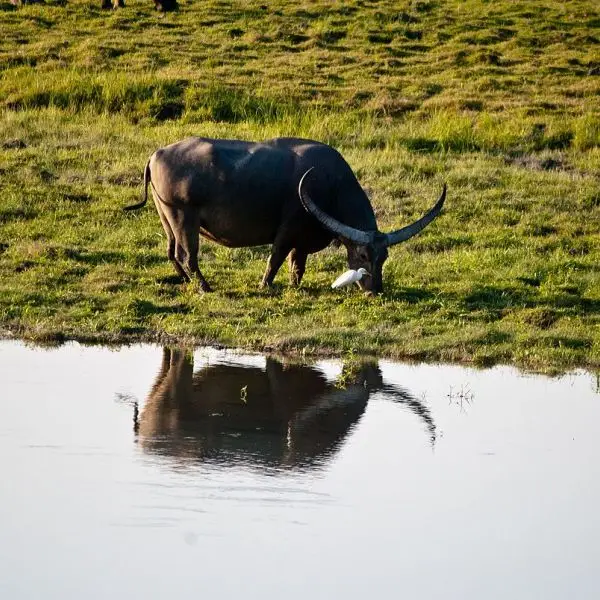 Asian Wild Water Buffalo photo
