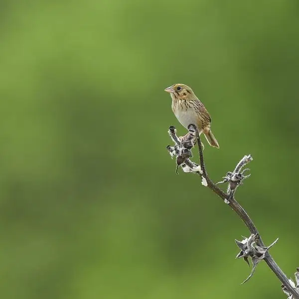 Henslow's Sparrow - Facts, Diet, Habitat & Pictures on Animalia.bio