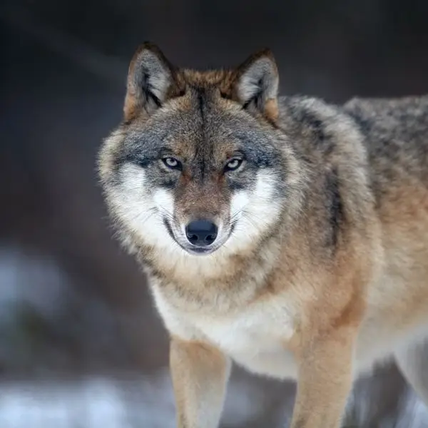 Grey Wolf - Facts, Diet, Habitat & Pictures on 