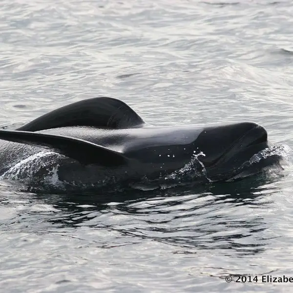 Long-Finned Pilot Whale photo