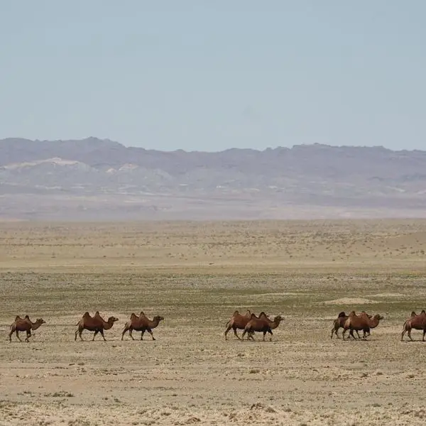 Wild Bactrian Camel photo