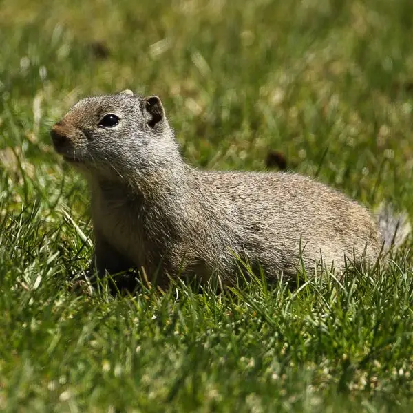 Uinta Ground Squirrel photo