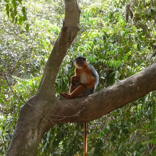 Western Red Colobus photo