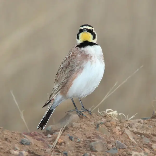 655 - HORNED LARK (3-8-11) san rafael grasslands, scc, az - (3)