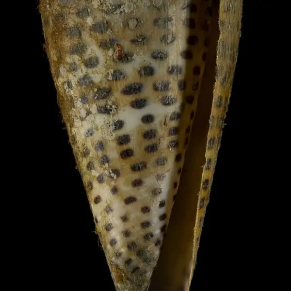 PRESERVED_SPECIMEN; Conus litteratus Linnaeus, 1758; Type status: 	N/A; Identified by:	Monnier E. &amp; Tenorio M.; Individual count:	1; Event date: 	2012-11-12T00:00:00Z