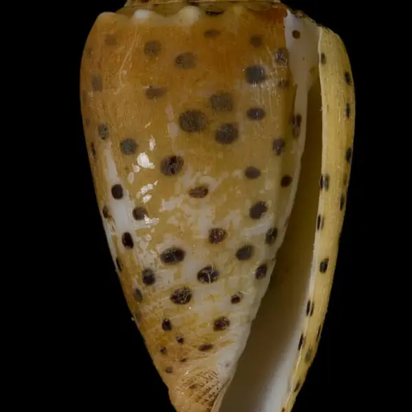 PRESERVED_SPECIMEN; Conus pulicarius Hwass, 1792; Type status: 	N/A; Identified by:	Monnier E. &amp; Tenorio M.; Individual count:	1; Event date: 	2012-11-28T00:00:00Z