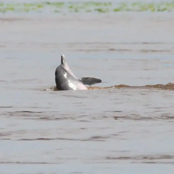 Amazon River Dolphin photo