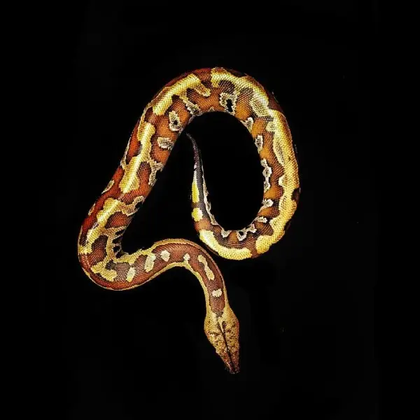 Sumatran Short-Tailed Python photo