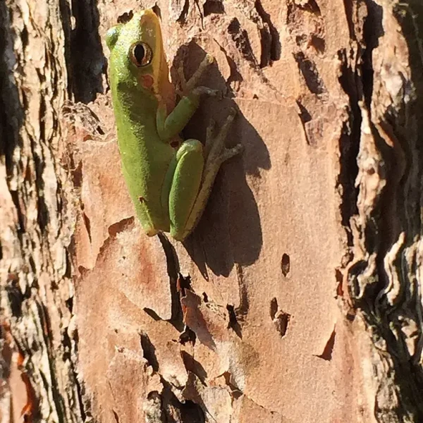 Squirrel tree frog