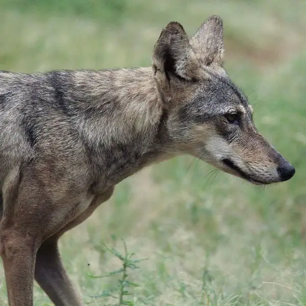 Indian Wolf - Facts, Diet, Habitat & Pictures on 