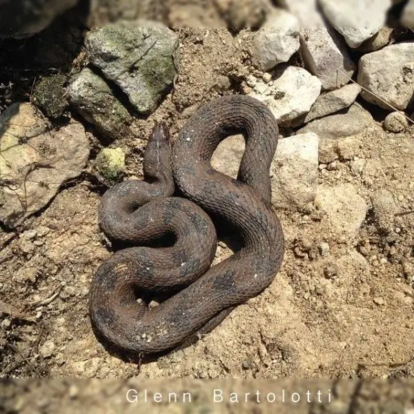 Brown Water Snake photo