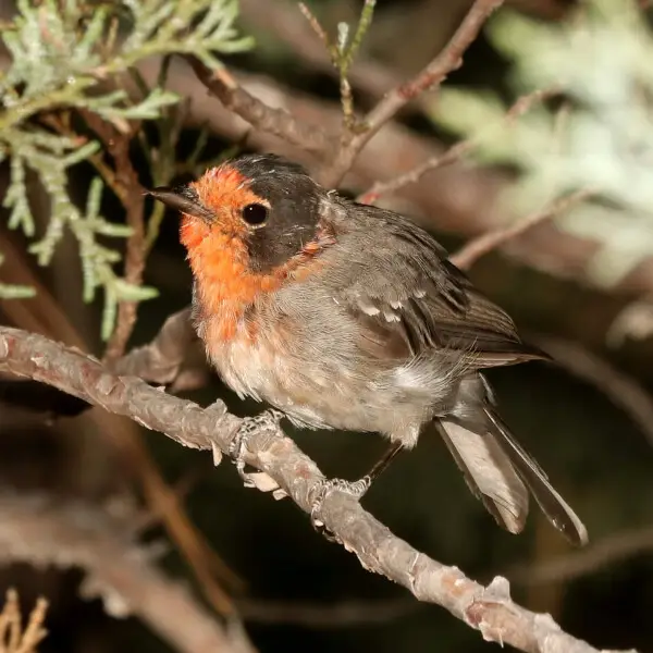 849 - RED-FACED WARBLER (7-4-2018) immature, timbercamp campground, tonto forest, gila co, az -01