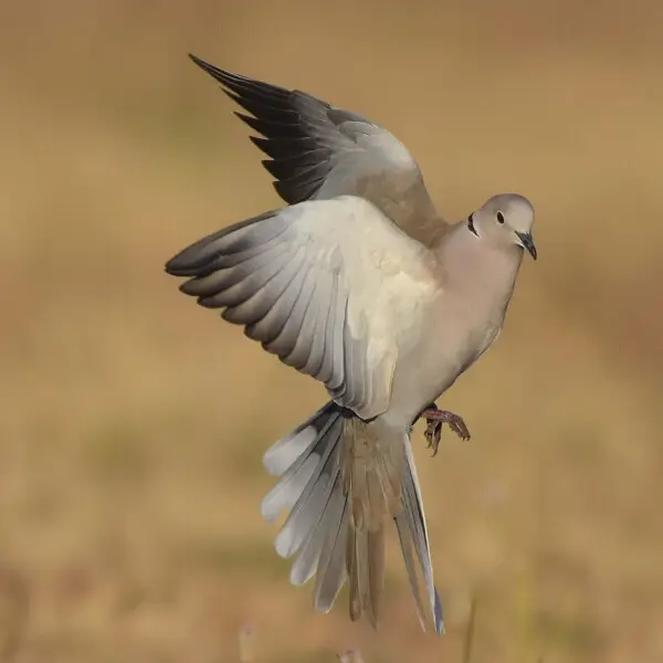 Eurasian Collared Dove photo