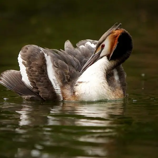 Great Crested Grebe photo