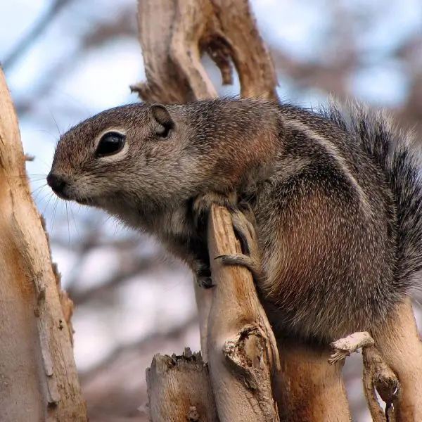 Harris's Antelope Squirrel photo