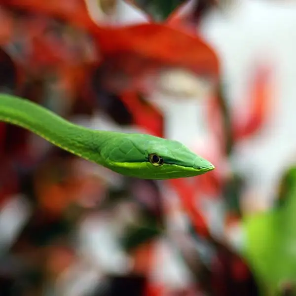 Green Vine Snake photo