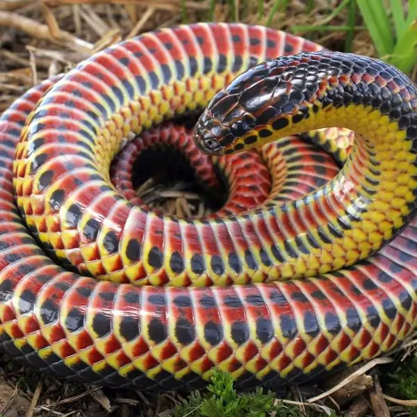 Rainbow Snake photo