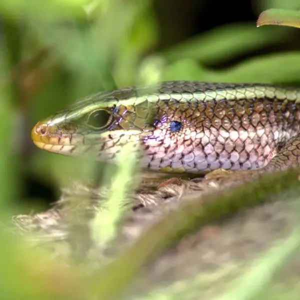 Common Garden Skink Facts, Diet, Habitat & Pictures on Animalia.bio