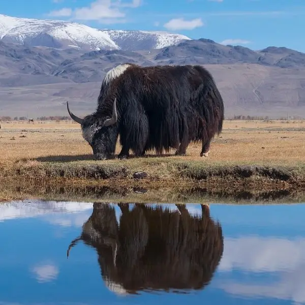 Domestic Yak - Facts, Diet, Habitat & Pictures on 