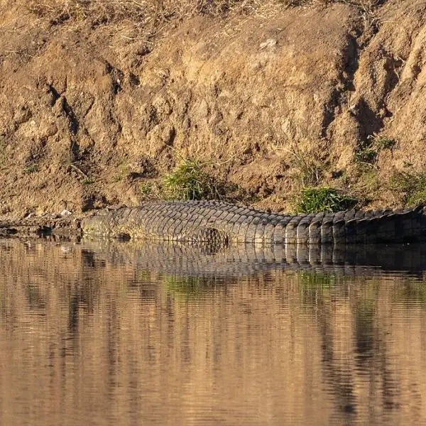 Nile Crocodile photo
