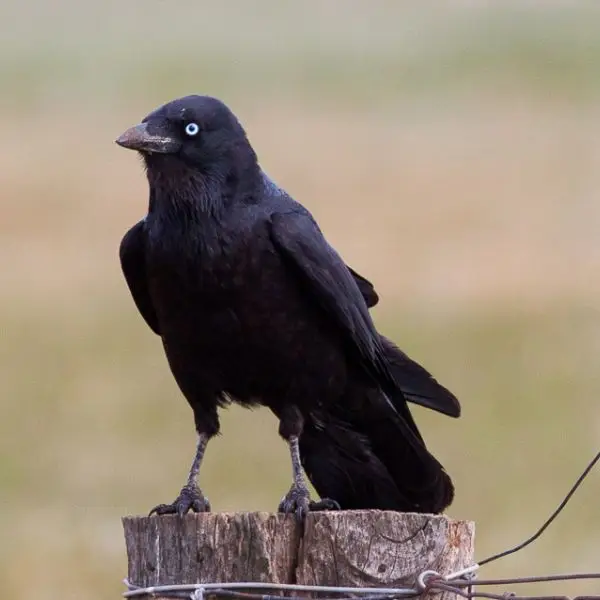 Australian Raven photo