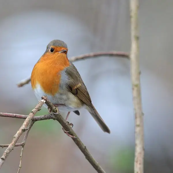 European Robin - Facts, Diet, Habitat & Pictures on Animalia.bio