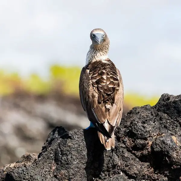 Blue-Footed Booby photo