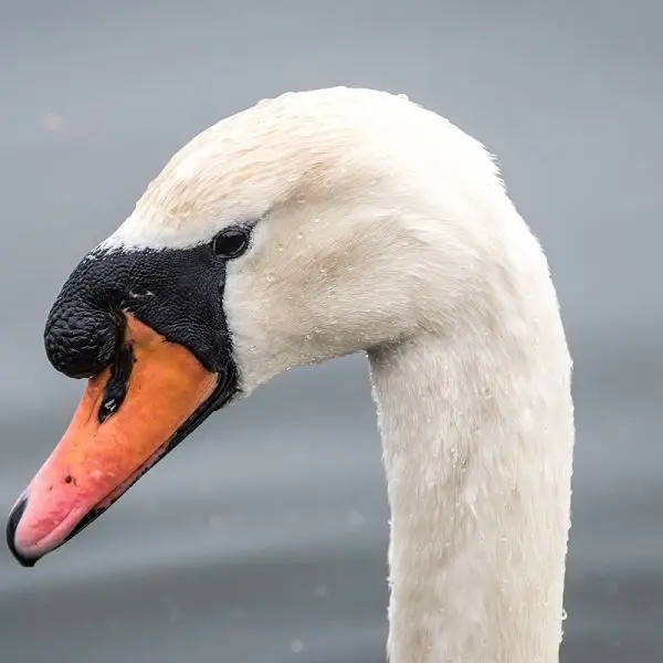 Mute Swan photo